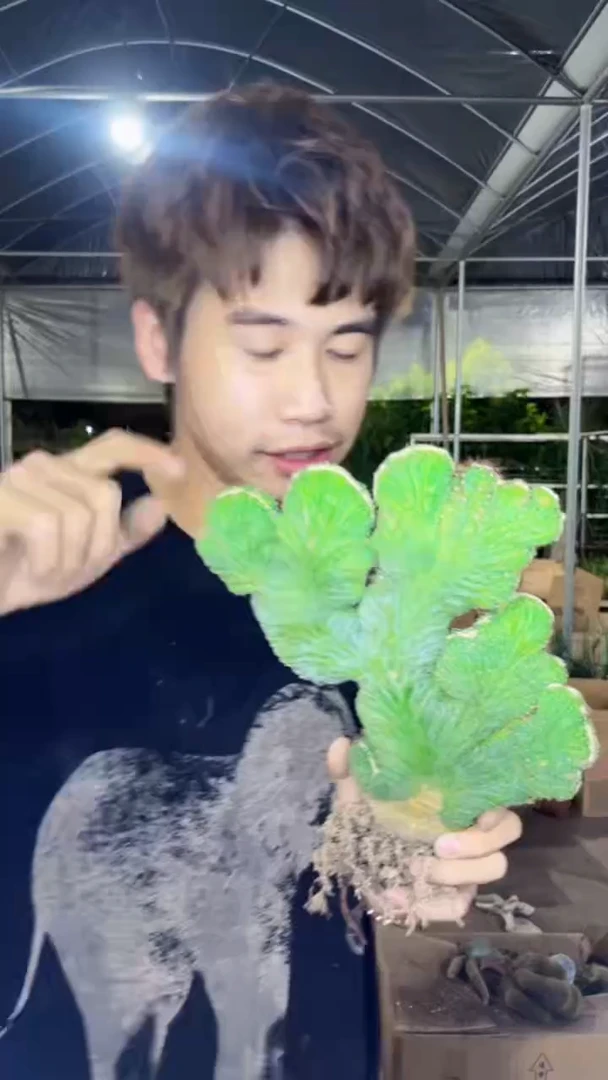 大号 五指山【带根】