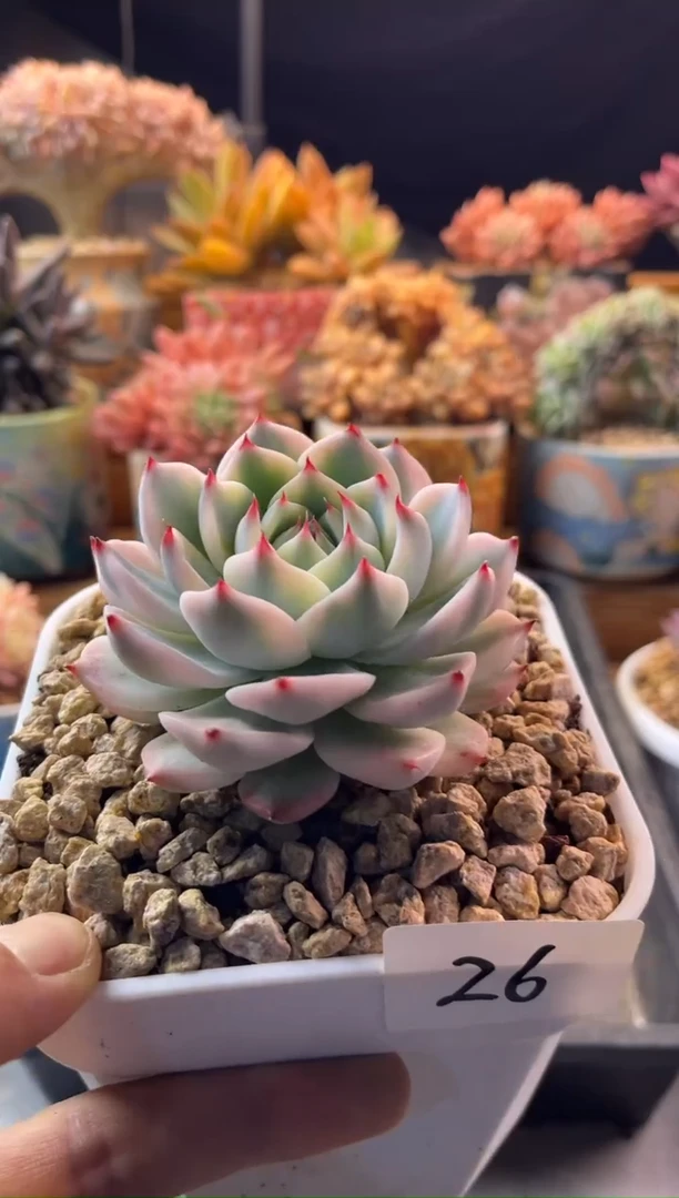 12.12-26吉娃娃锦11111111111