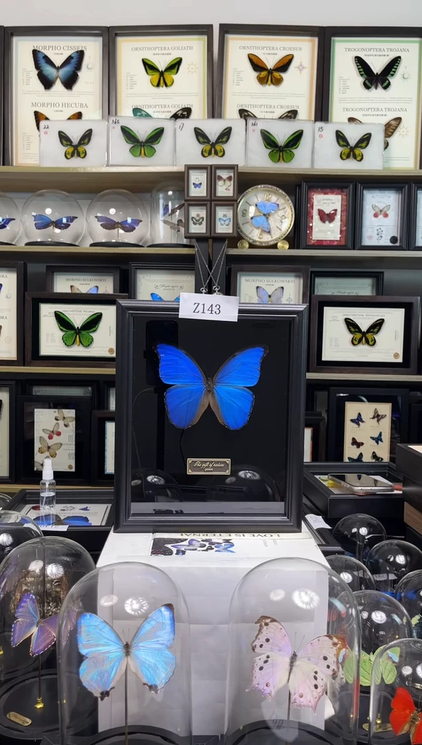 大蓝闪蝶A4艺术款Z163