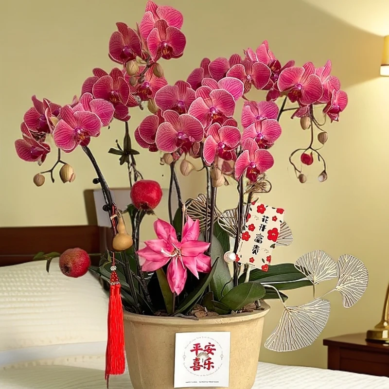 蝴蝶兰【喜乐】聚宝柑橘稀少品种长花期室内盆栽花卉