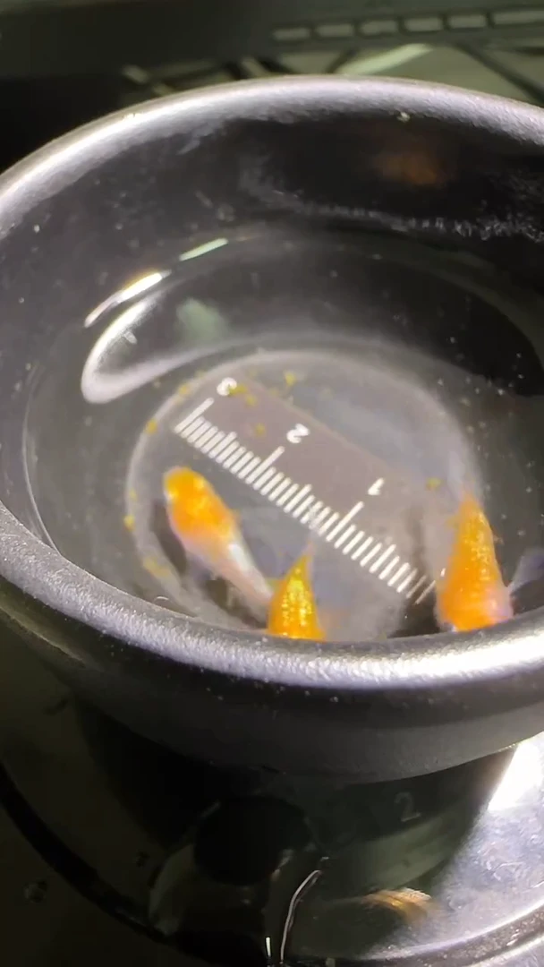 海水鱼观背青鳉观背青鳉216