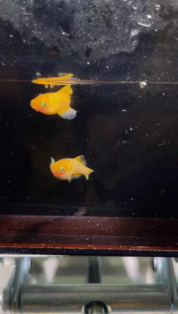 青鳉鱼观背青鳉14