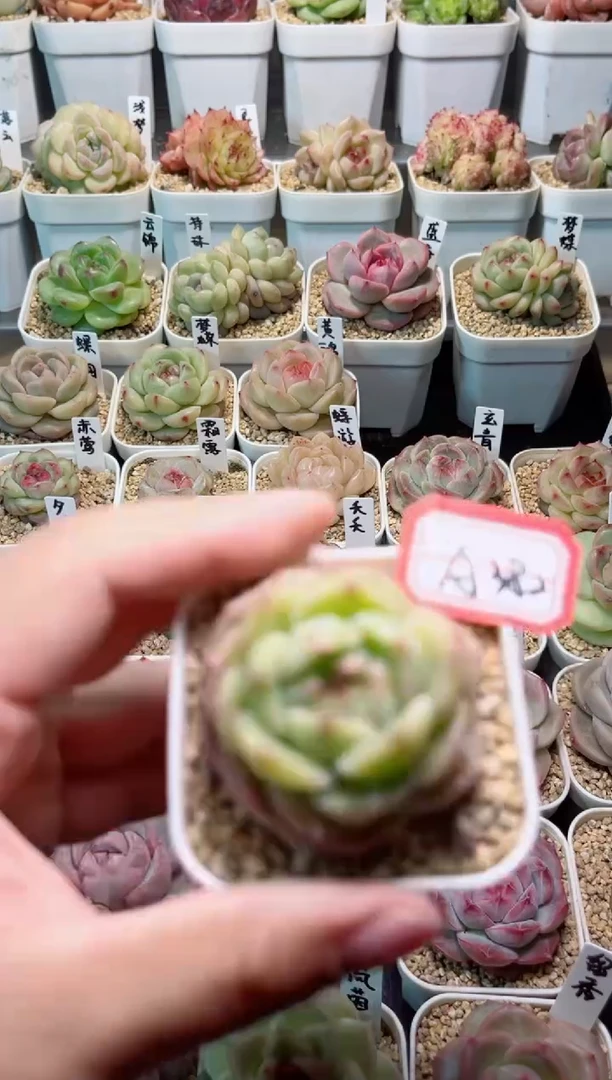 【闪购商品】A382金饭碗一物一拍