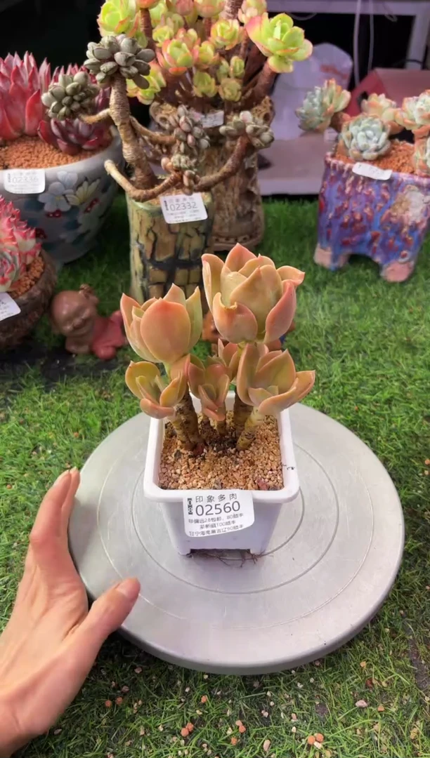 昆明印象多肉02560