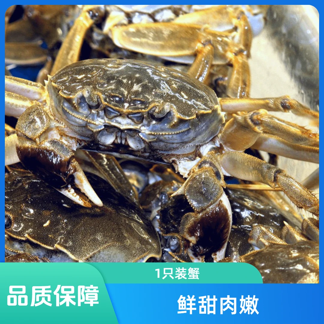 【母】精品硬黄大闸蟹1只装(1.6-1.4两/只)