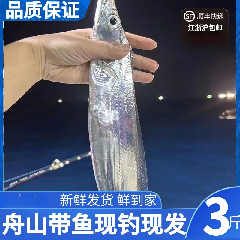 【海钓带鱼】新鲜海钓 东海带鱼 肉质鲜嫩 适合清蒸红烧香煎！