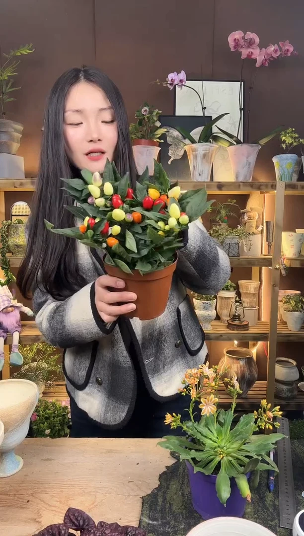 以实际为准彩椒育苗盆409