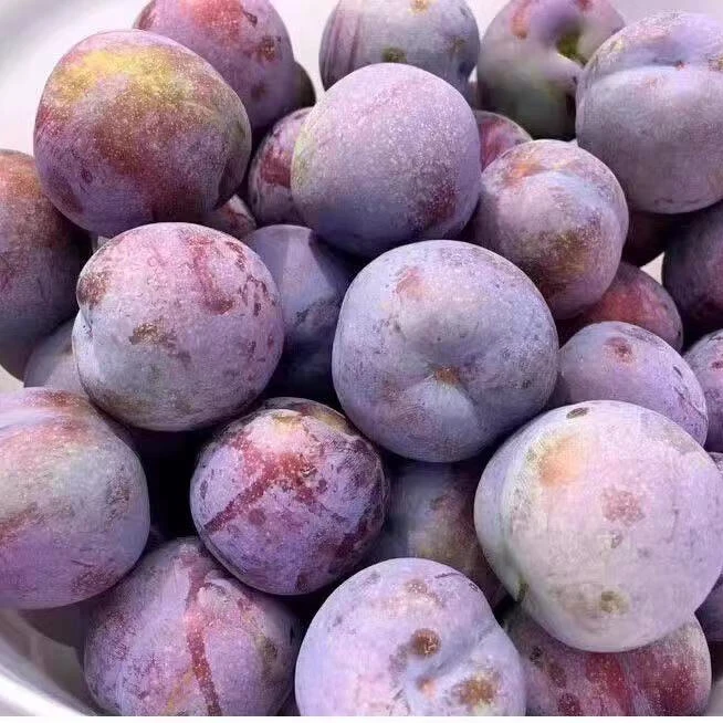 【喜农夫旗舰店】凤凰李子约2斤-4斤装包邮到家