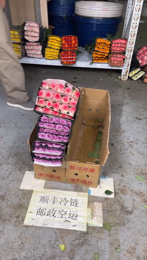 紫霞2扎+爱莎1扎