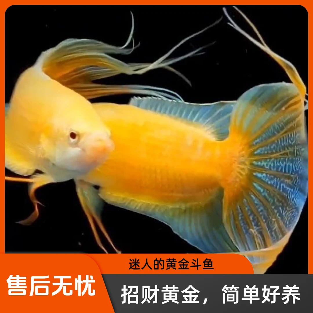 招财黄金鱼苗玄黄中国斗鱼活体冷水观赏鱼