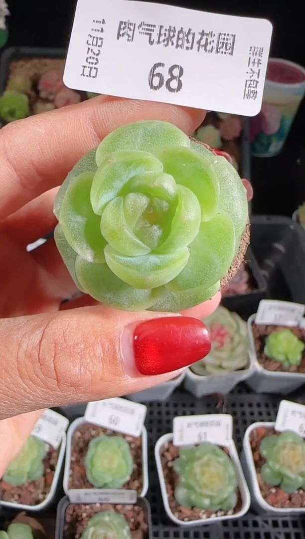 1120-68流光群生不包整