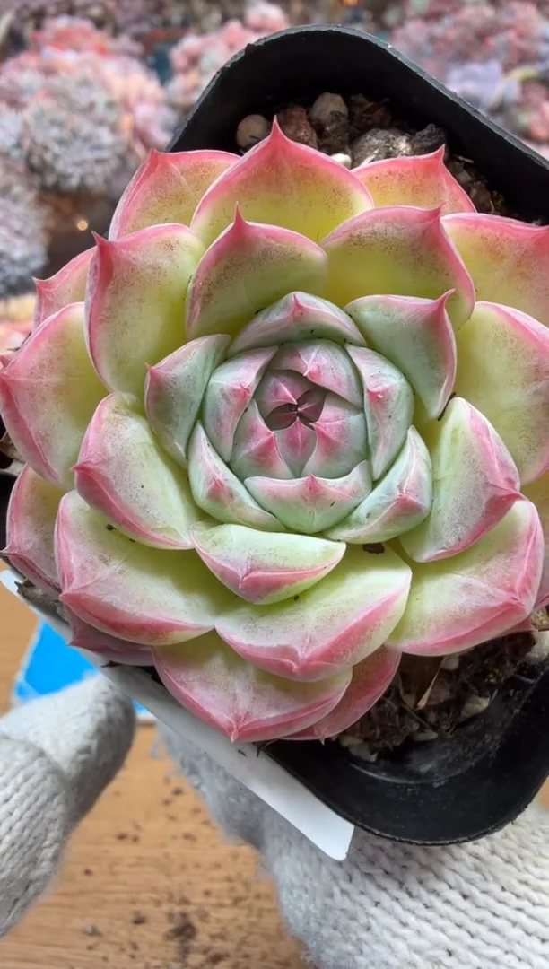 东云多肉园三号店-316