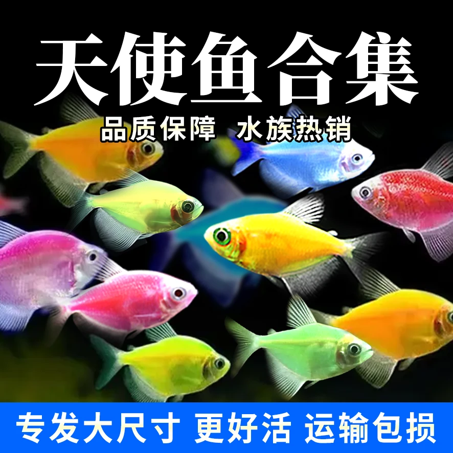 高存活率天使鱼活体｜涡虫克星｜新手鱼｜群游效果观赏鱼混养｜死包赔