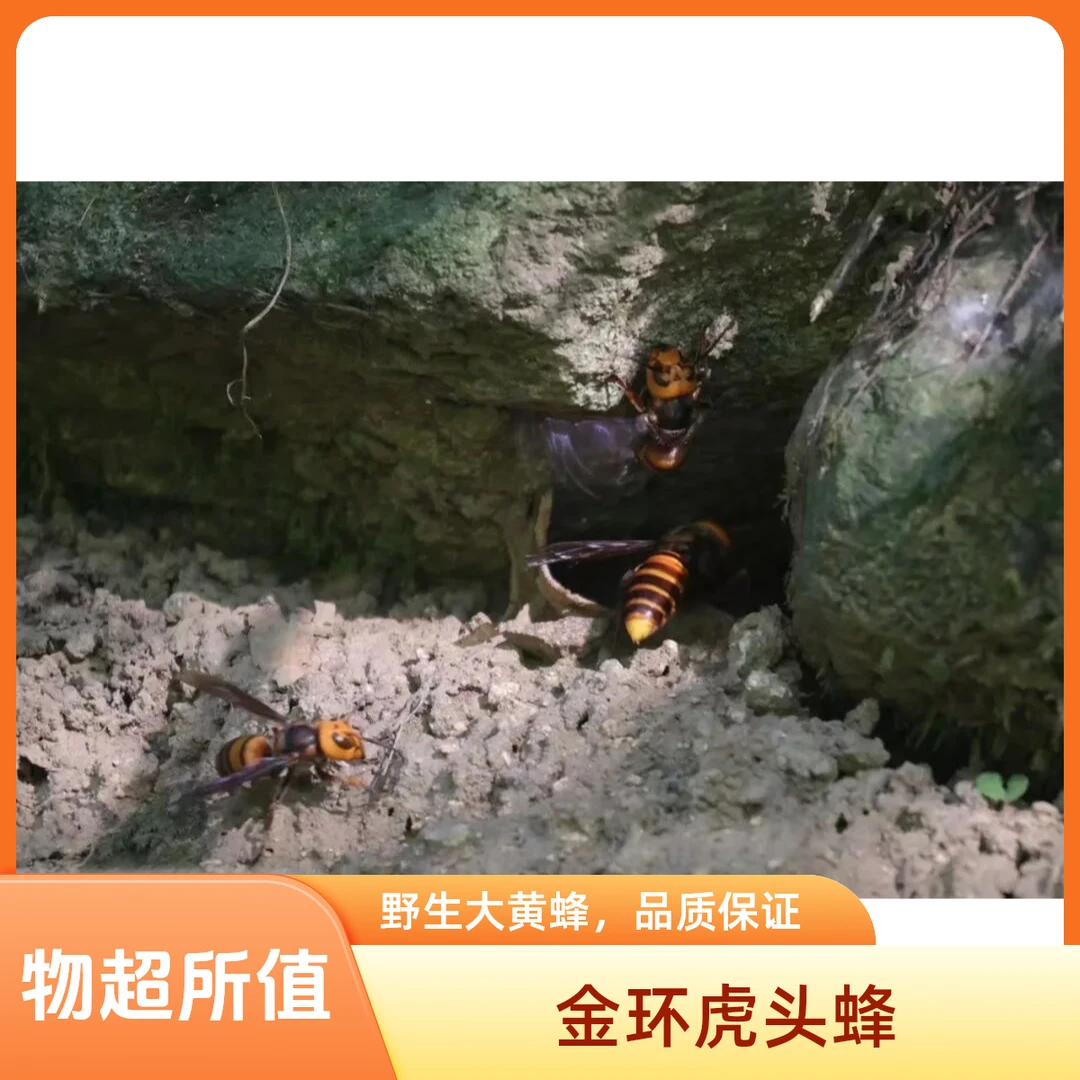 山娃马蜂金环虎头蜂