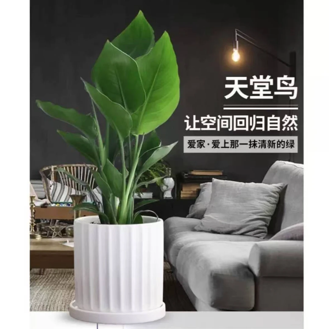 【特级】高档高级感好养活客厅室内室外小众网红同款天堂鸟基地直售
