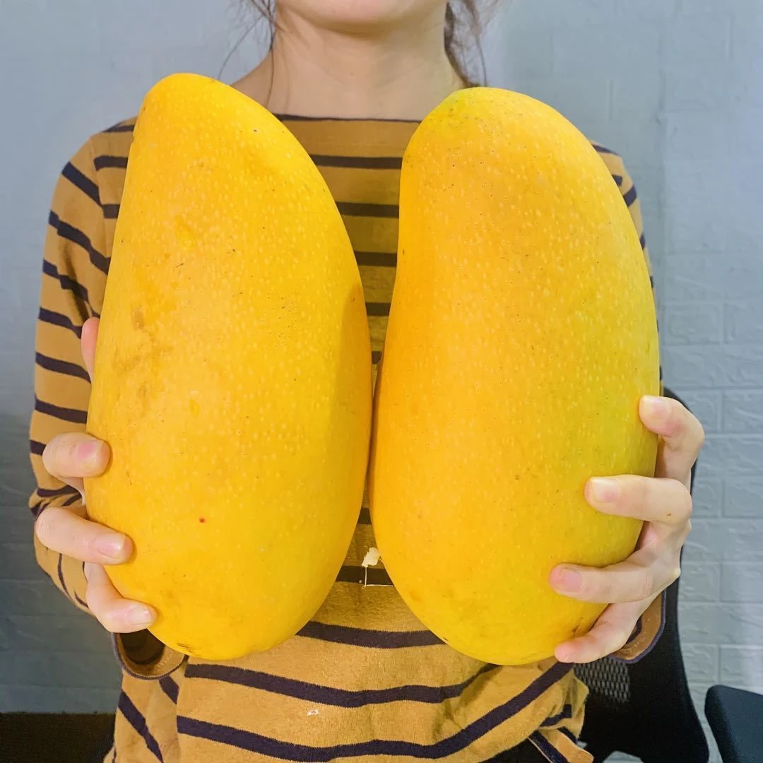 正宗海南金煌芒果水仙芒果甜心芒芒果应季新鲜水果5斤8斤2斤