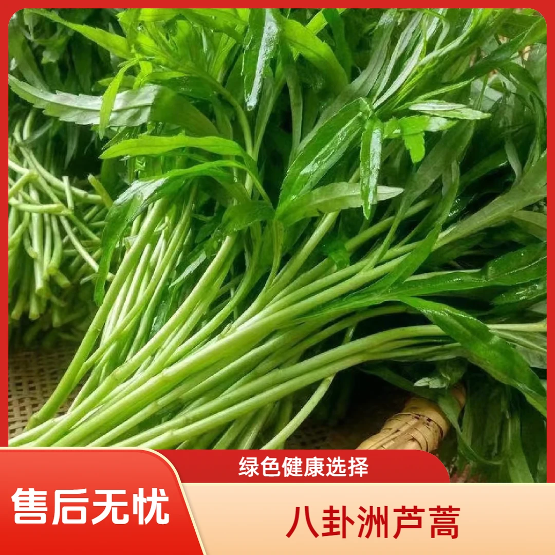 【芦蒿鲜品单品】南京八卦洲芦蒿当季绿色健康时蔬江浙沪顺丰次日达绿色