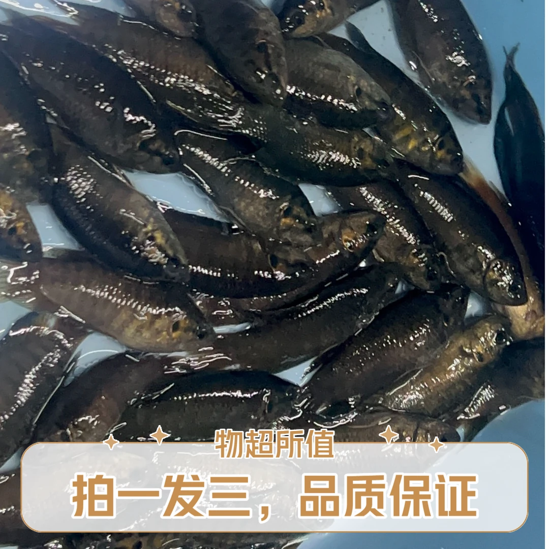 中国斗鱼活体活鱼冷水淡水观赏鱼鱼苗耐养不打氧小型鱼好养活鱼