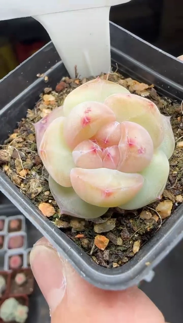 【闪购商品】一物一拍0210—258