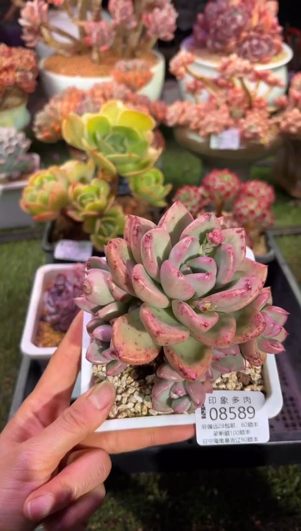 【闪购商品】08589