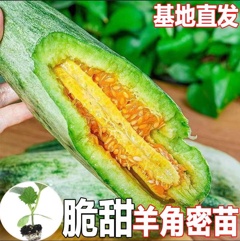 羊角蜜甜瓜秧苗超甜羊角脆酥薄皮香瓜籽农家易种春播蔬菜瓜果种苗