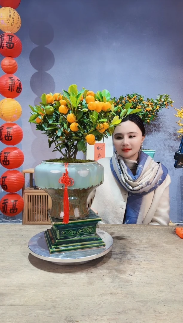 【闪购商品】盆景年桔