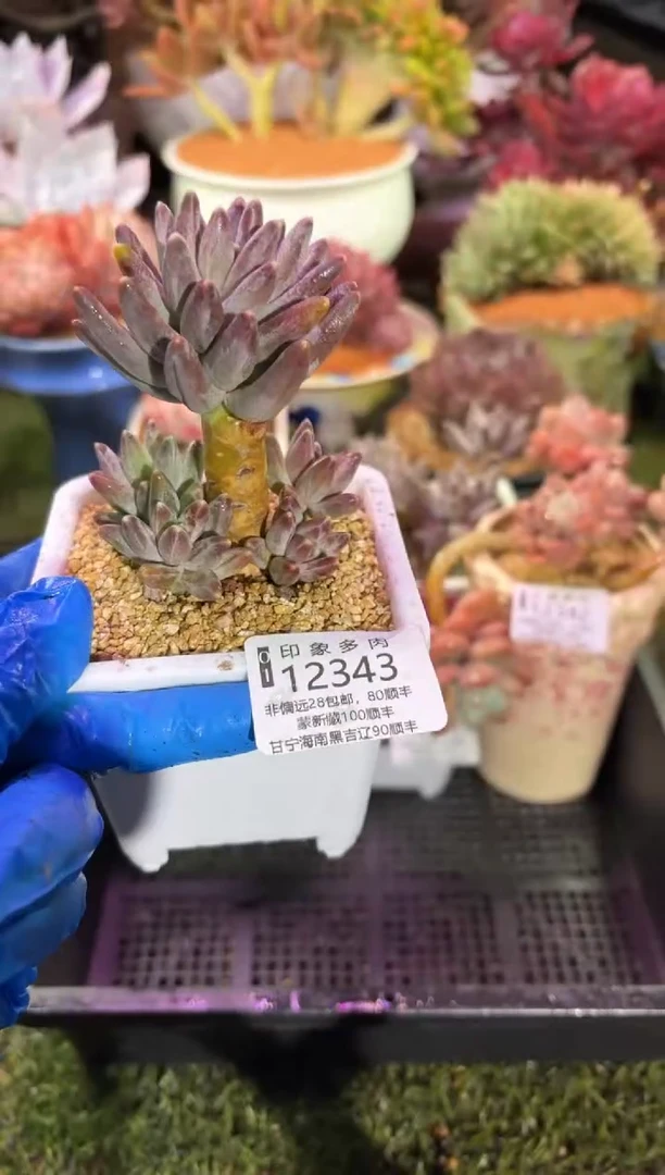 【闪购商品】12343