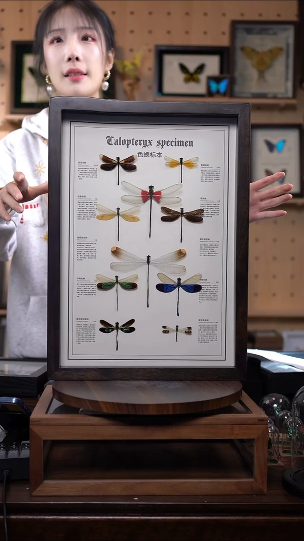 蝴蝶标本摆件竞拍b38