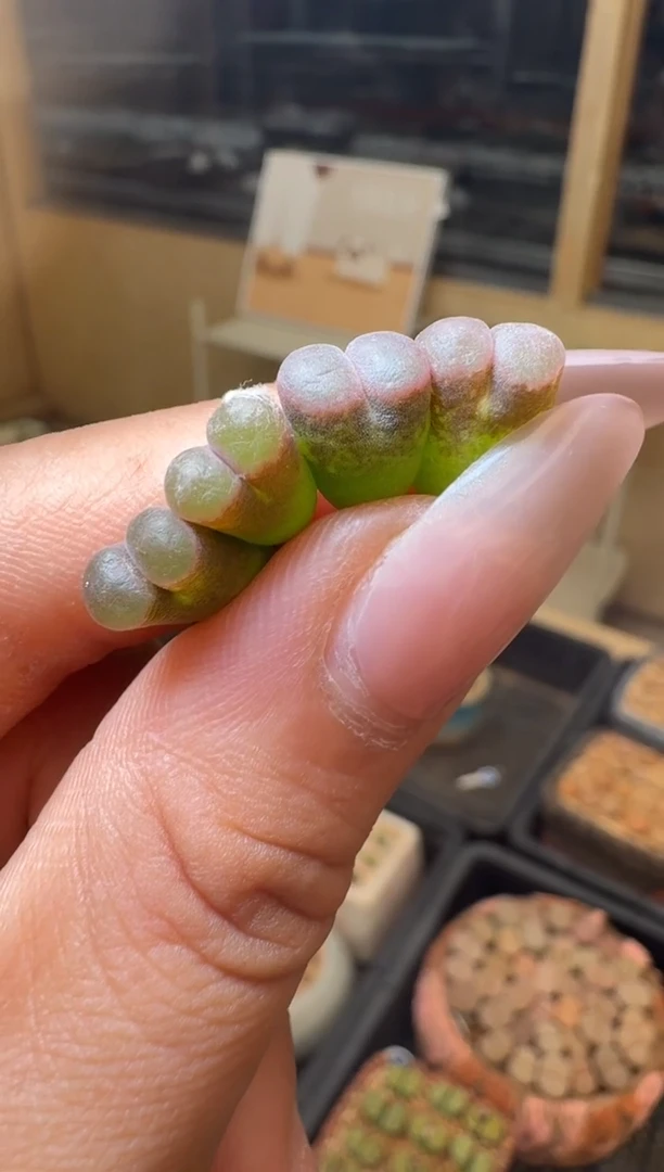 1-37多肉植物肉锥1917磁铁一颗