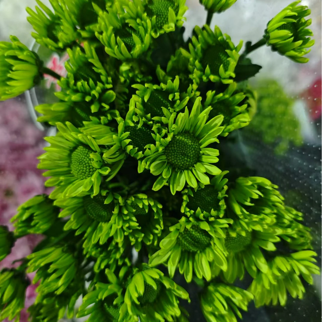 【明日必达】绿色小菊10枝-15天超长花期-全场任意俩单顺丰包邮到家