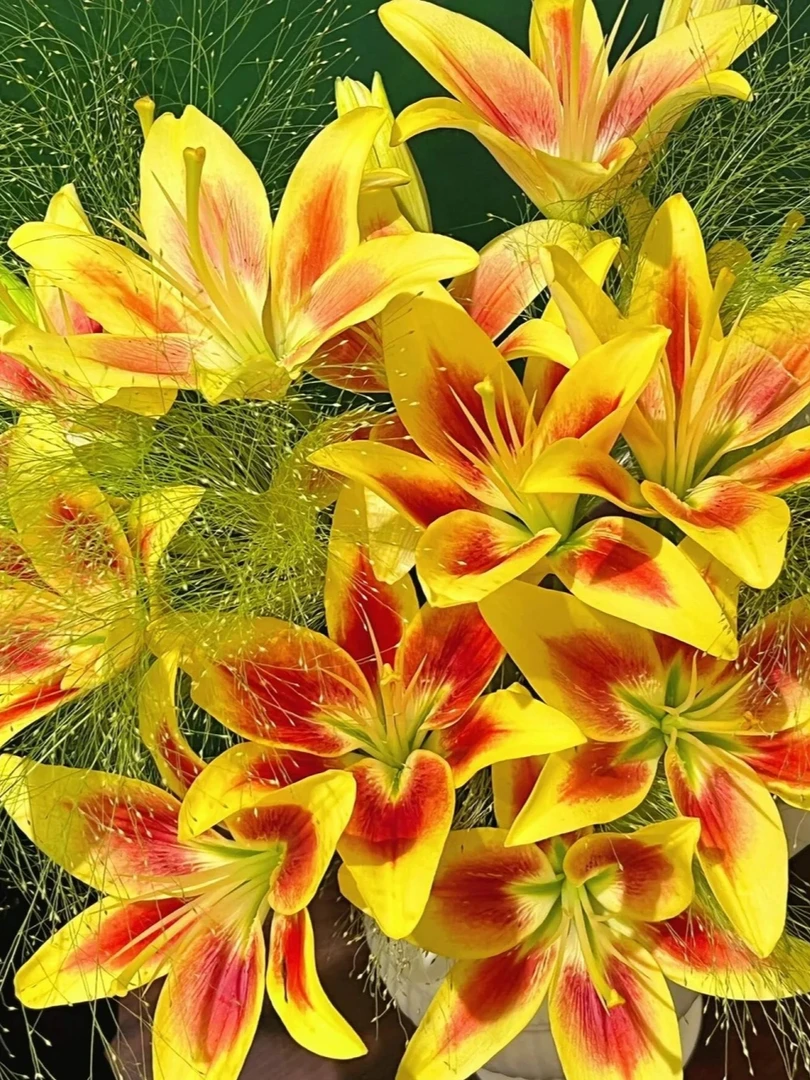 【花海精选宠粉福利】10支玫瑰包邮到家