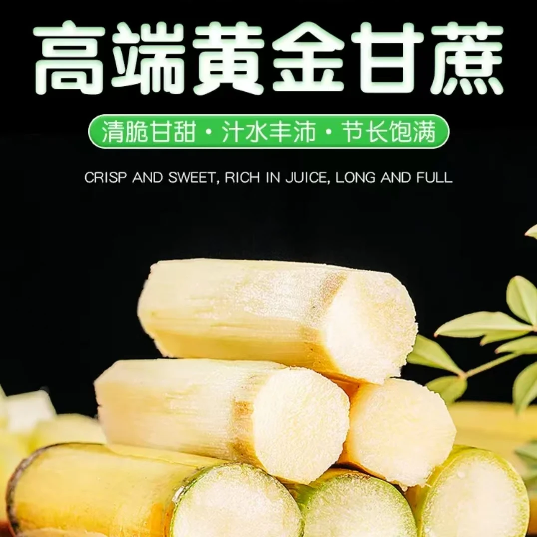 云南正宗黄金甘蔗新鲜水果脆甜多汁现砍现发