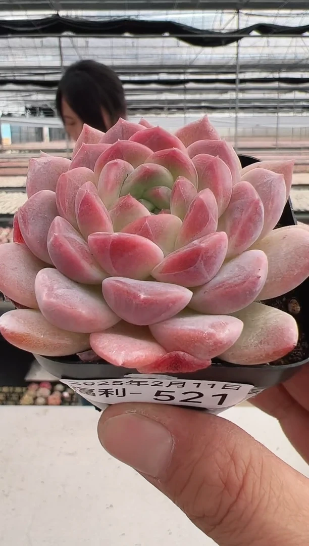 【闪购商品】福利多肉-521