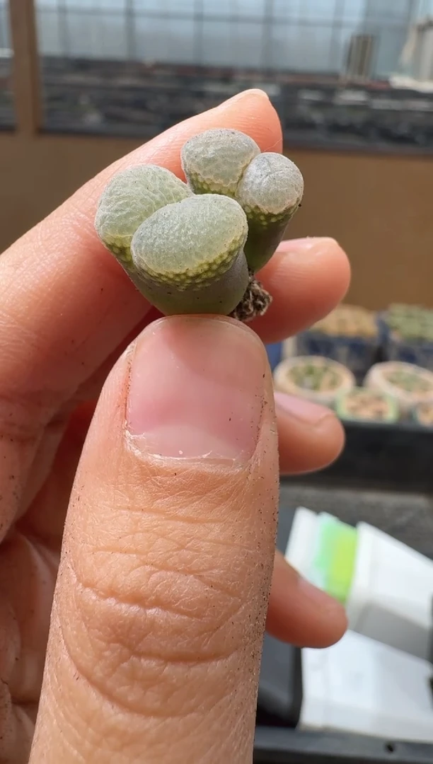 多肉植物肉锥16-59