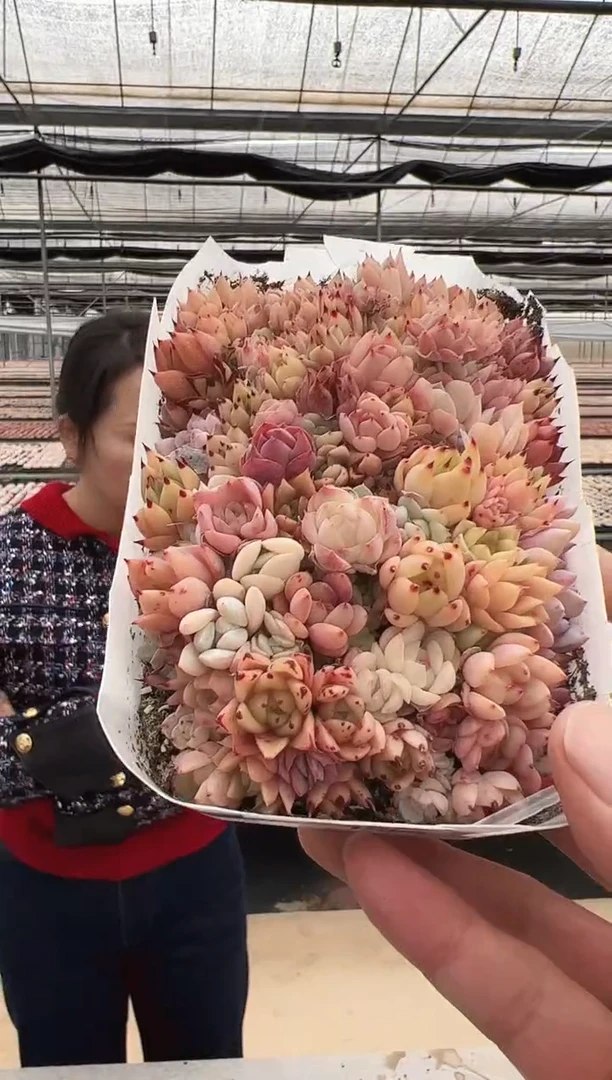 【闪购商品】新款多肉-104（幼稚园）