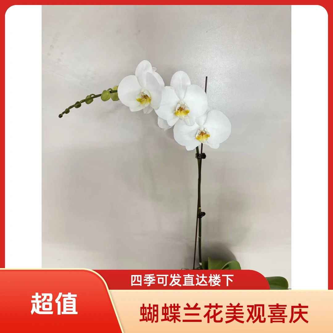 繁星里蝴蝶兰【剑桥】3.8寸带花带花苞开花株发货