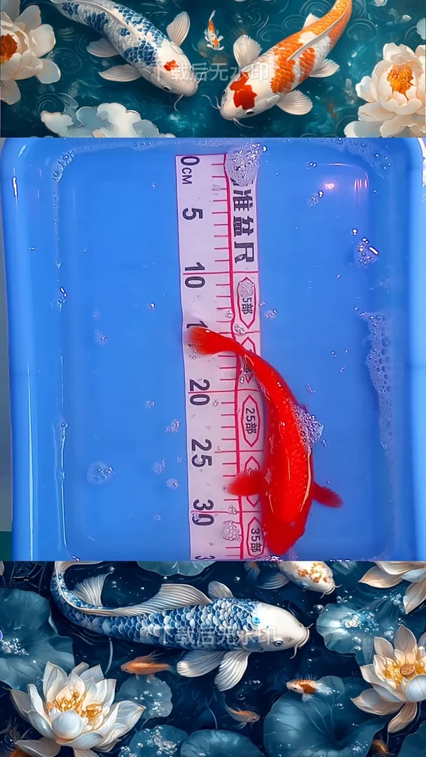 海水鱼锦鲤观赏鱼冷水淡水17