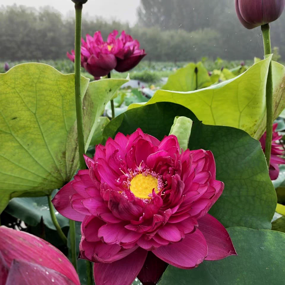 【大型藕苗】精品观赏荷花睡莲藕苗庭院鱼缸鱼大花重瓣水生植物