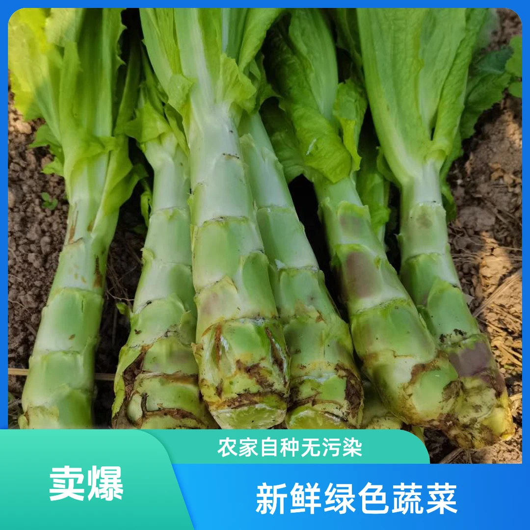 新鲜紫叶莴笋苏北农家自种时令蔬菜鲜嫩香莴苣莴菜青莴笋坏了包赔