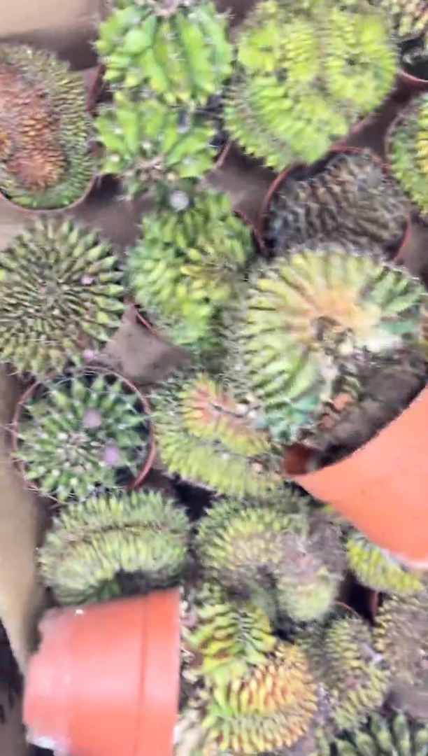 翠皇冠 缀化【造型不指定】7-10cm