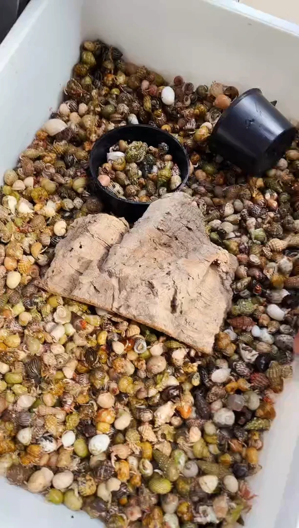 葡萄牙软木树皮躲避造型随机1个