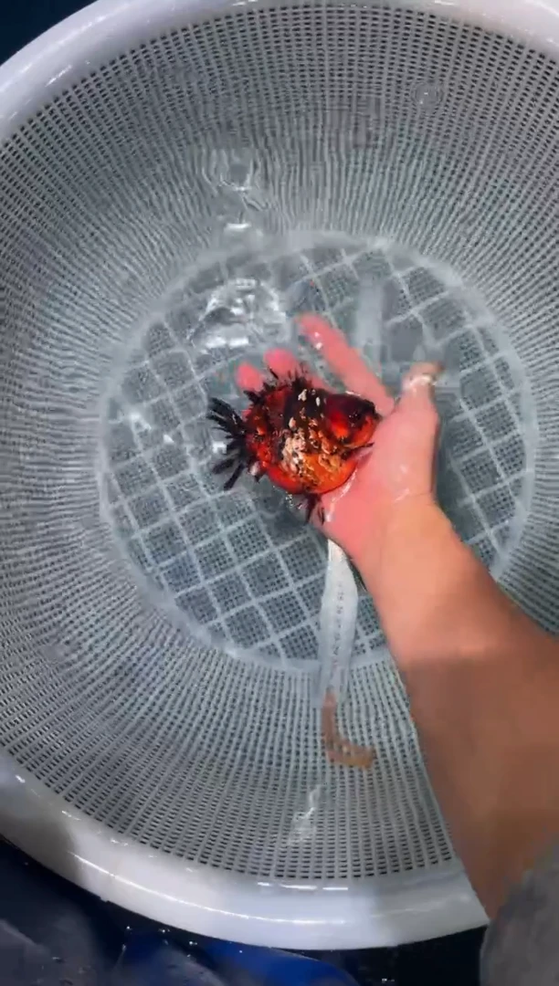 狮头鱼短将军狮一条