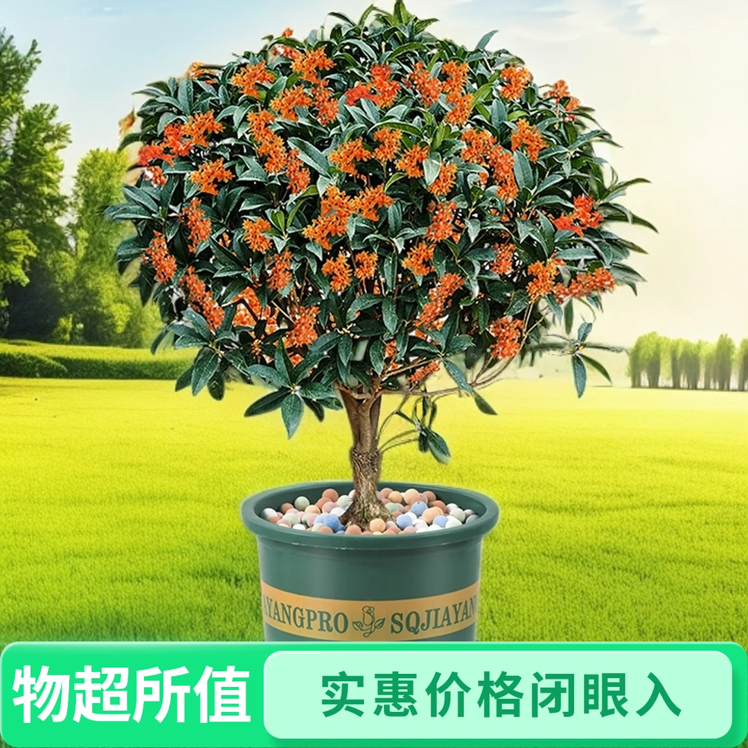 桂花老桩盆栽嫁接桂花金桂丹桂沉香桂