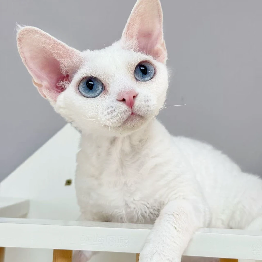 纯白蓝眼猫猫活体链接