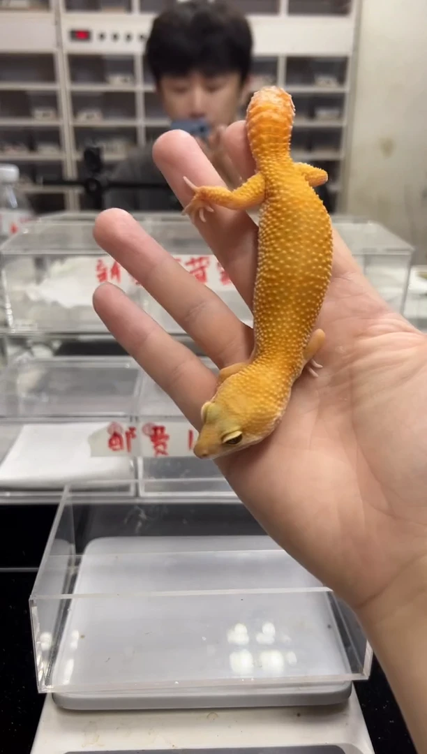 豹纹守宫46豹纹守宫