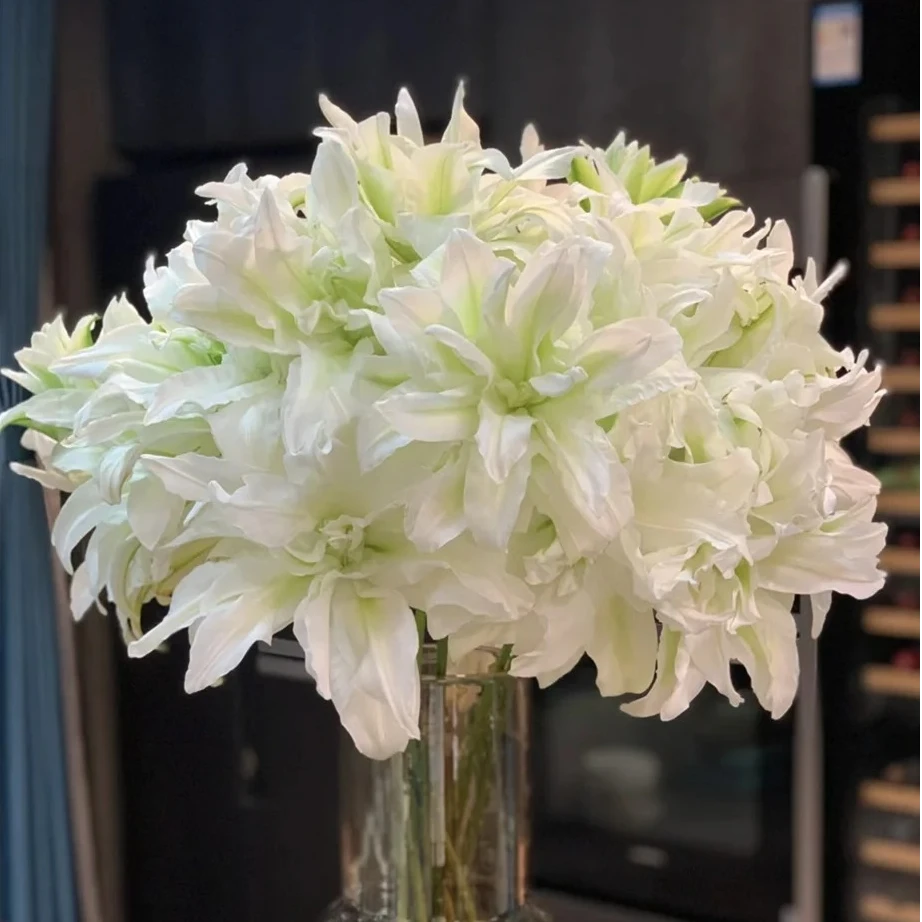 艾莎-浪漫之星重瓣百合鲜切花云南基地直发