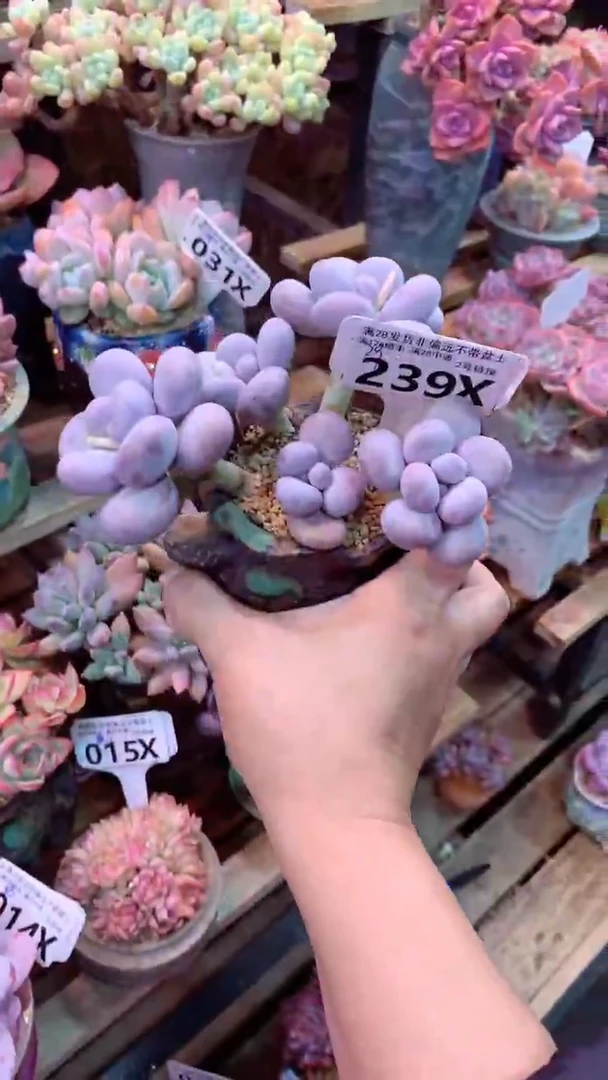 239566 模特区 淡雪朵朵缀