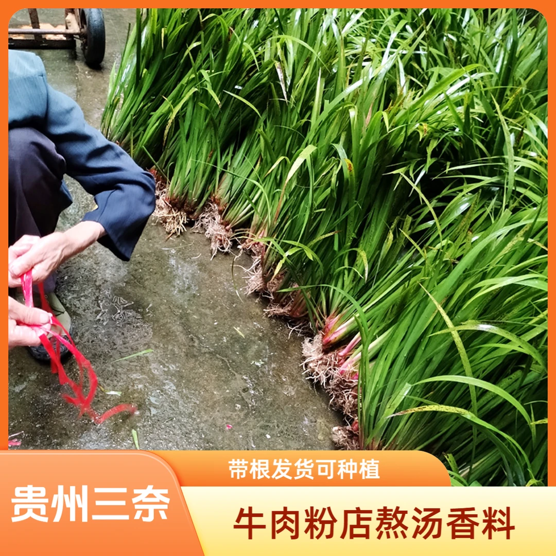 贵州三奈新鲜山奈种植苗沙姜茴香牛肉粉店熬汤香料去腥带根发货