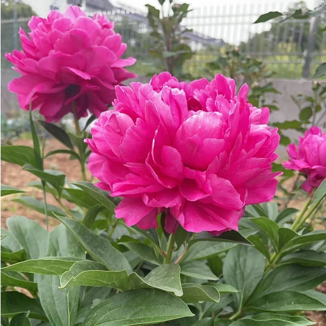 【大富贵】 国产精品芍药 包对版 菏泽基地直发
