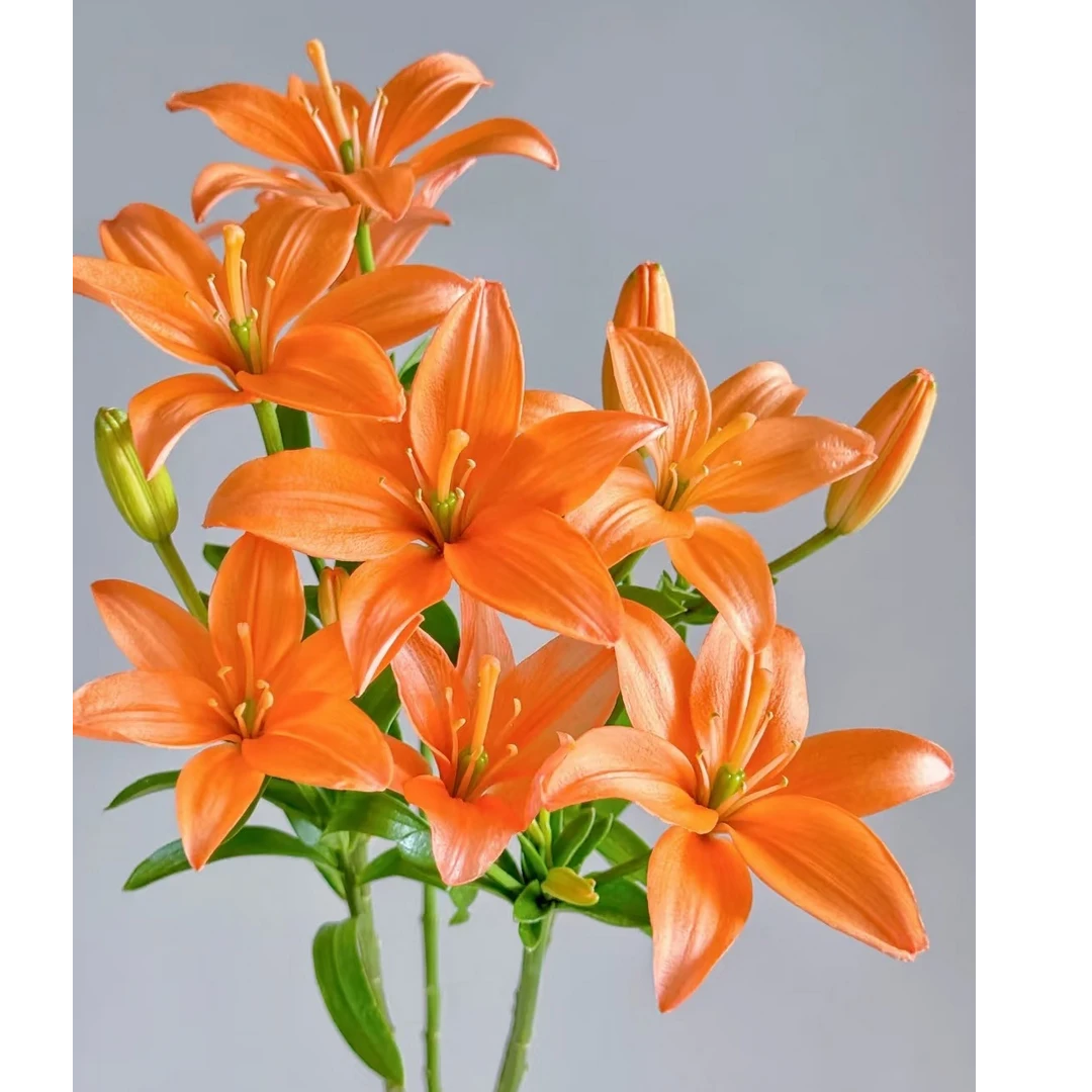 【花和优品】多头橙色梦想-—亚百合